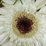 Gerbera viridifolia Flor