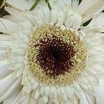 Gerbera viridifolia Flower