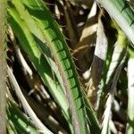 Eryngium paniculatum Leaf