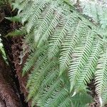 Dryopteris fragrans Blad