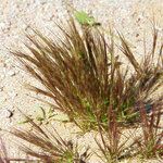 Aristida mutabilis Pokrój