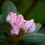 Rhododendron adenogynum Flower