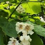 Catalpa bignonioidesFlors