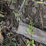 Anogramma leptophylla Leaf