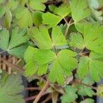 Aquilegia chrysantha Hoja