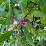 Myoporum laetum Fruit