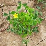 Oxalis dillenii Leaf