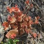 Claytonia rubra Blatt