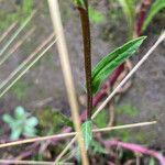 Pluchea foetida Leaf