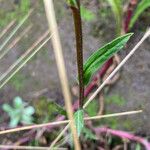 Pluchea foetida Frunză