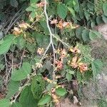 Helicteres isora 整株植物