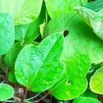 Passiflora holosericea Leaf