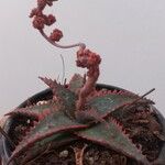 Aloe castilloniae Blatt