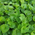Viola sororia Leaf