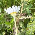 Anthemis ruthenica Fleur