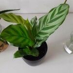 Calathea concinna برگ