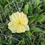 Oenothera triloba Λουλούδι