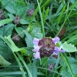 Prunella vulgarisFlower