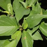 Colubrina elliptica Leaf