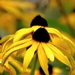 Rudbeckia fulgida Цвят