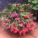 Schlumbergera bridgesii Hàbitat