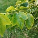 Acer buergerianum Leaf