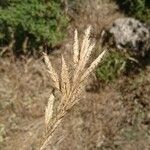 Bromus lanceolatus Virág