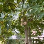 Platanus orientalis Fruit