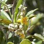 Hibbertia vieillardii Meyve