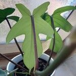Philodendron panduriforme Leaf