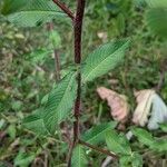 Ludwigia octovalvis Blatt