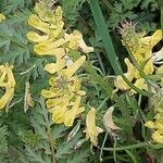 Corydalis cheilanthifolia Blomma