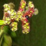 Miconia lacera Leaf