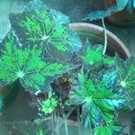 Begonia rex Leaf