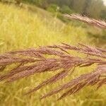 Tripidium ravennae ফুল