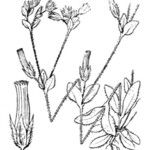 Cerastium siculum Mosusu