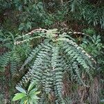 Phyllanthus mangenotii Hábito