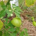 Cardiospermum halicacabum Blüte