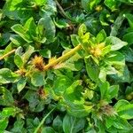 Alternanthera pungens Floro