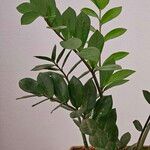 Zamioculcas zamiifoliaᱥᱟᱠᱟᱢ