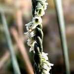 Spiranthes spiralisBlüte