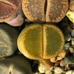 Lithops spp. 葉