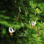 Lilium kelloggii Flower