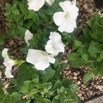 Petunia spp.葉