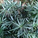 Podocarpus macrophyllus 葉