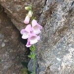 Digitalis minor Flor