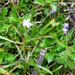 Geranium potentillifolium Ліст