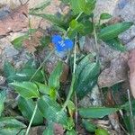Commelina cyanea Hoja