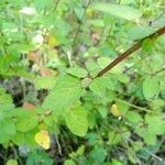 Origanum vulgare Leaf