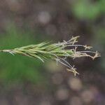 Carex leporina Kukka